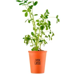 Kit message j'amène l'apéro - cacahuètes