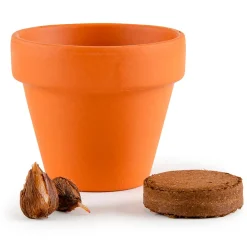 Mini kit d6cm terre cuite trèfle 4 feuilles