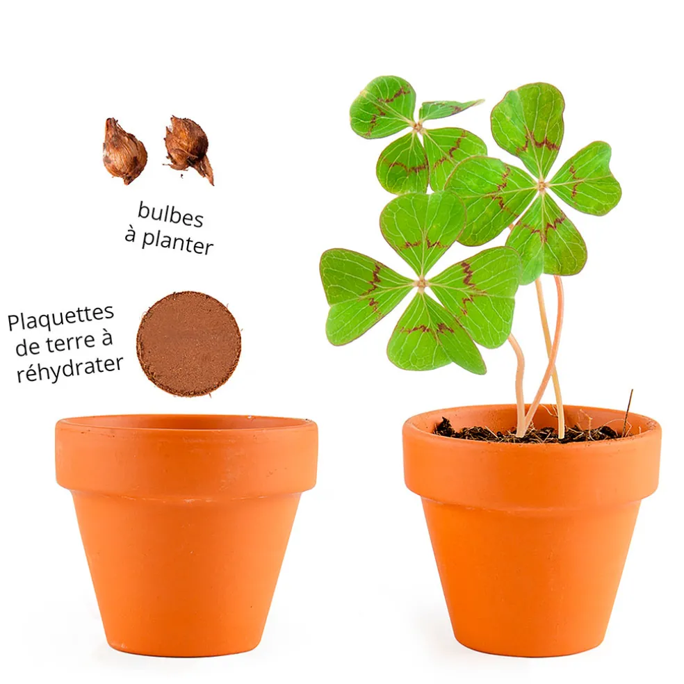 Mini kit d6cm terre cuite trèfle 4 feuilles