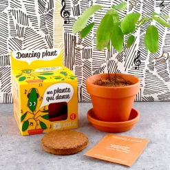 Pot d8cm avec coupelle plante qui danse
