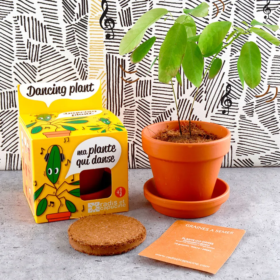 Pot d8cm avec coupelle plante qui danse