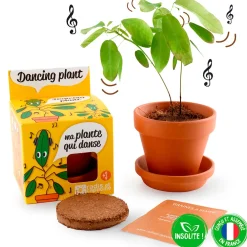 Pot d8cm avec coupelle plante qui danse