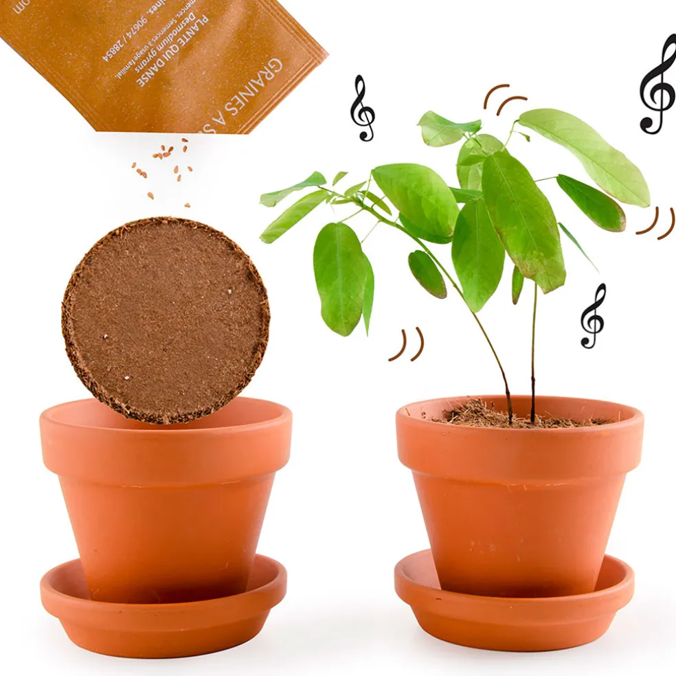 Pot d8cm avec coupelle plante qui danse